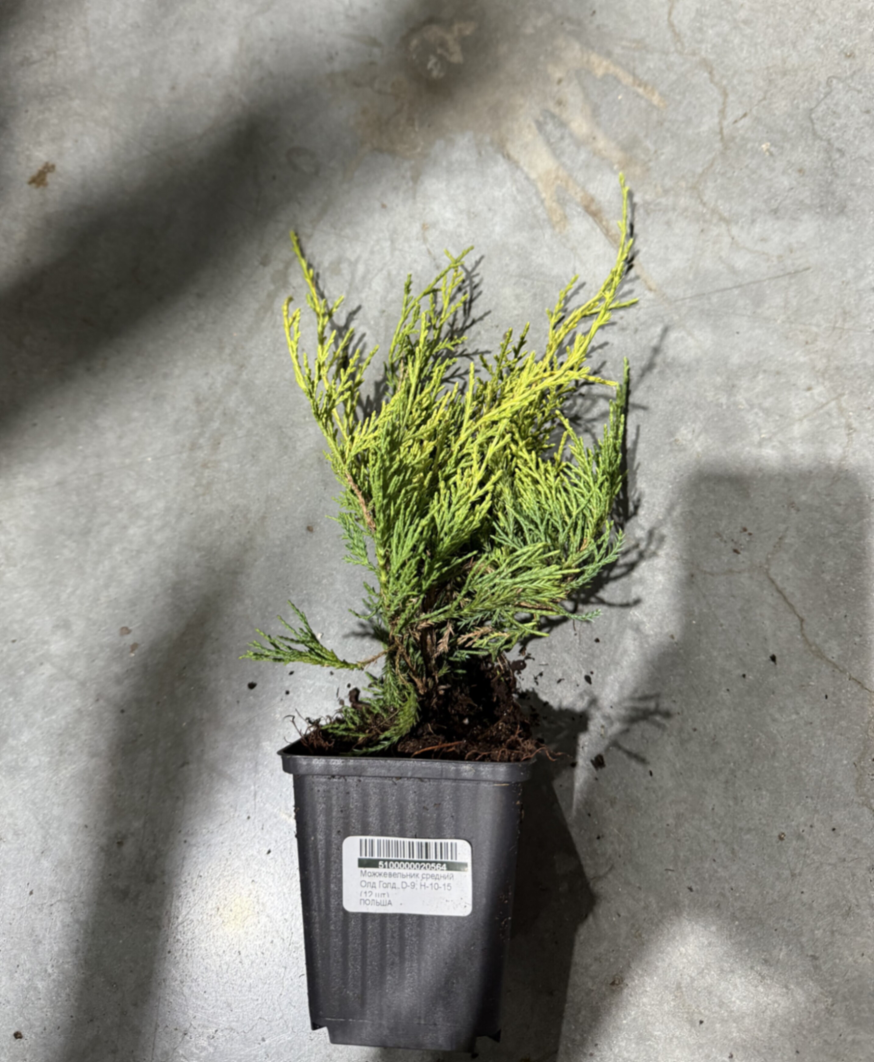 Можжевельник средний Олд Голд